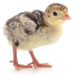 Live Turkey Chick