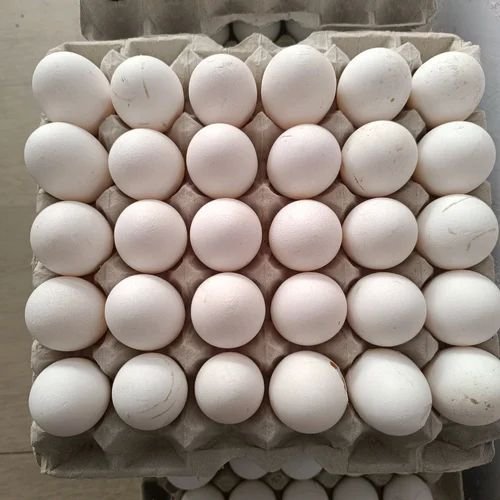 White Chicken Eggs