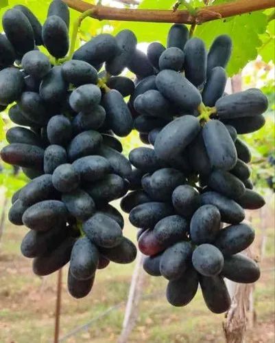 Fresh Merlot Black Grapes