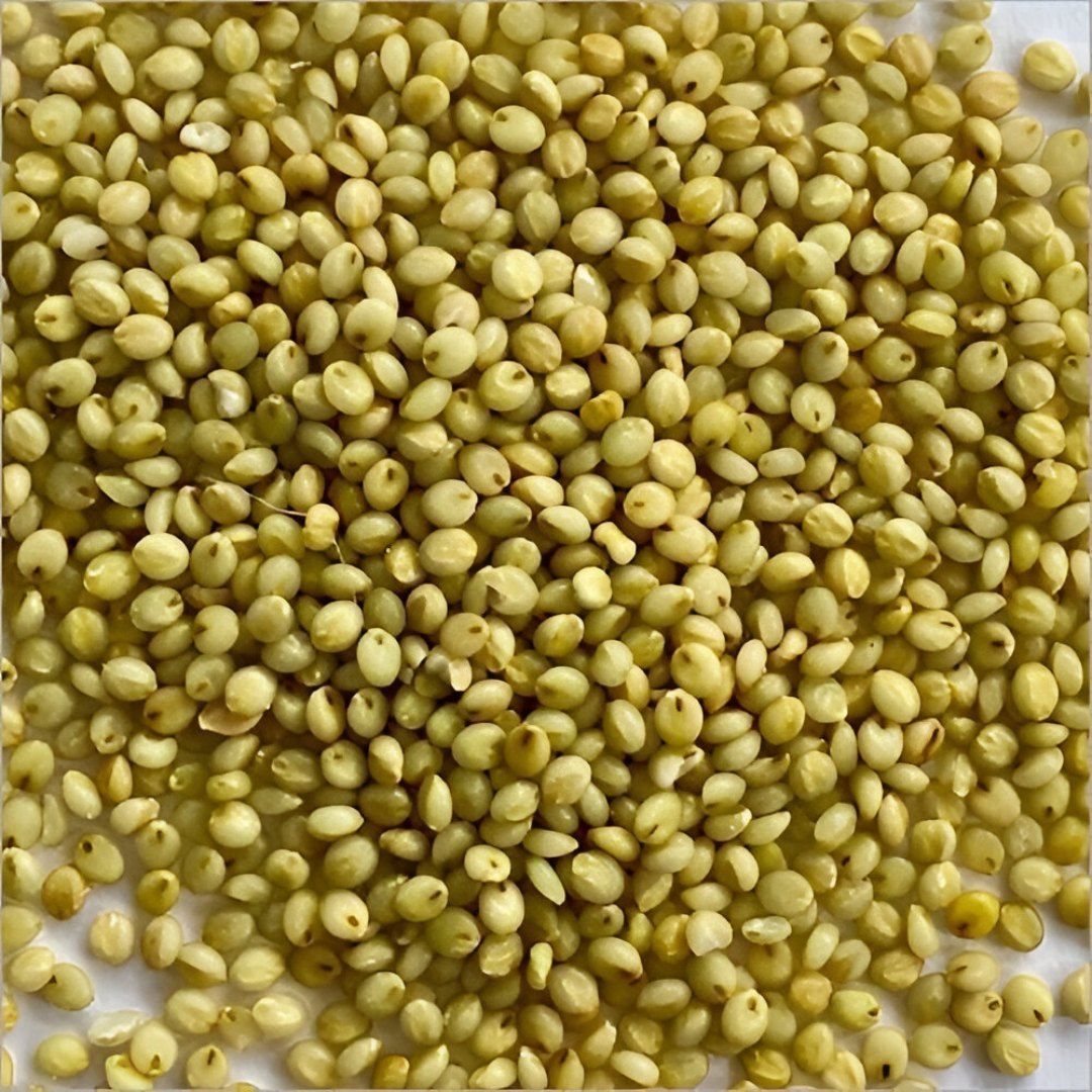 Browntop Millet Seeds