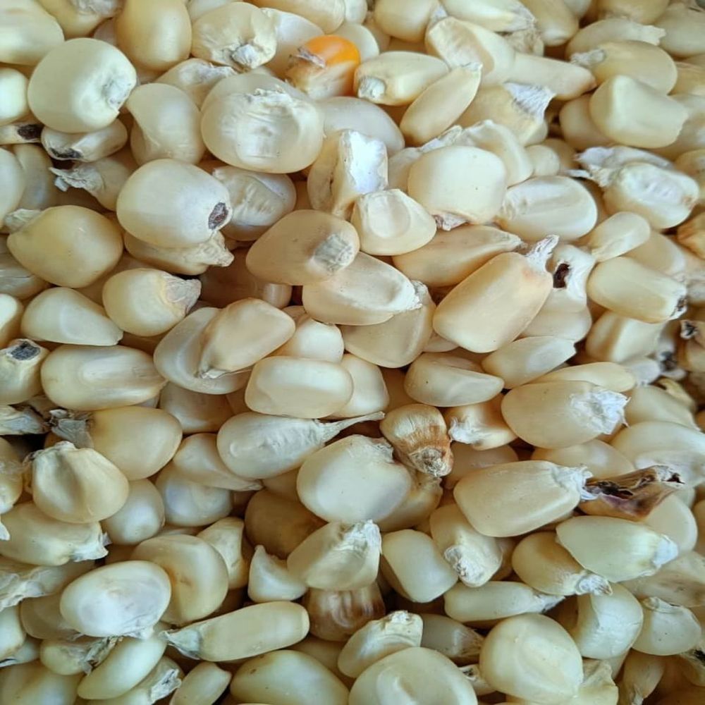 White Maize Seeds