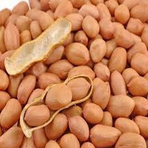 Java Groundnut Seeds