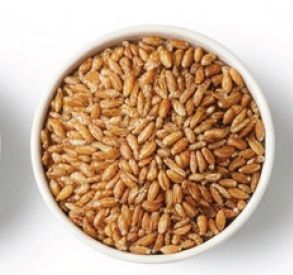 Durum Wheat