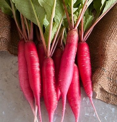 Fresh Red Radish