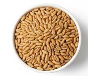 Indian Wheats