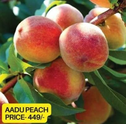 Aadu Peach Fruit Plant