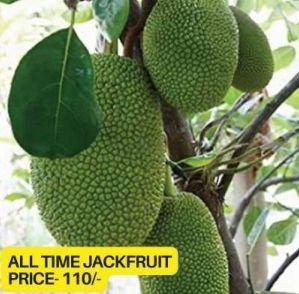 Jackfruit Plants