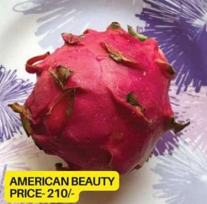 American Beauty Dragon Fruit Plant