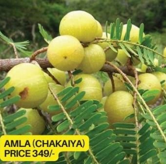 Amla Plant