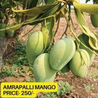 Amrapali Mango Plant