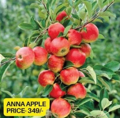 Anna Apple Plant