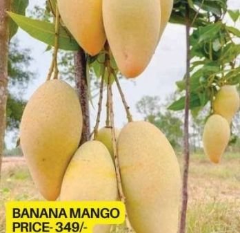 Banana Mango Plant