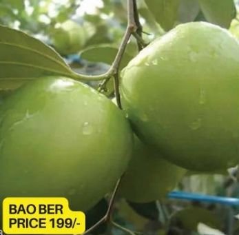 Bao Apple Ber Plant