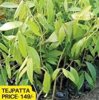 Bay Leaf Plant