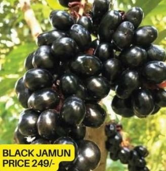 Black Jamun Plant