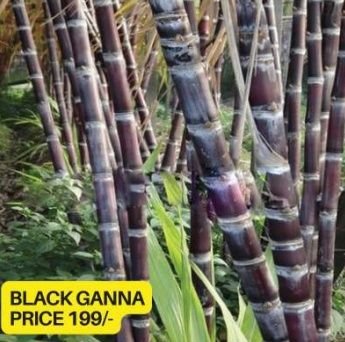 Black Sugarcane Plant