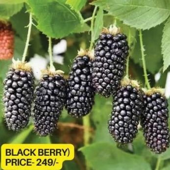 Blackberry Plant