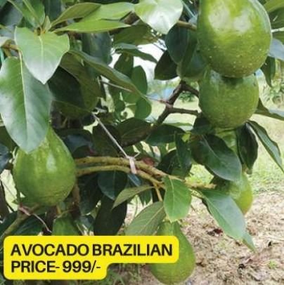 Avocado Plants