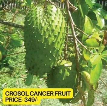 Carousel Cancer Plant