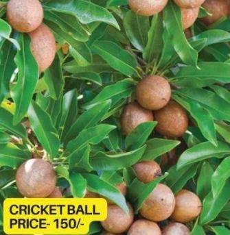 Cricket Ball Chiku Plant