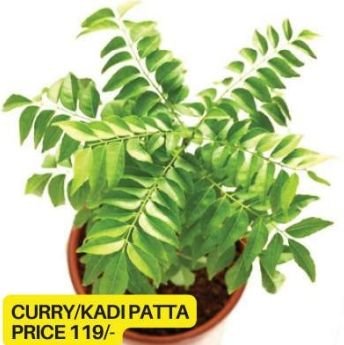 Curry Leaves Plant