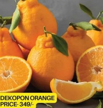 Orange Plants