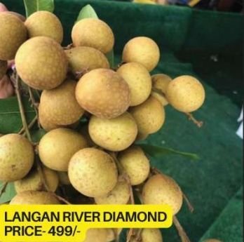 Longan Plants