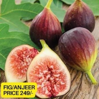 Fig Plant