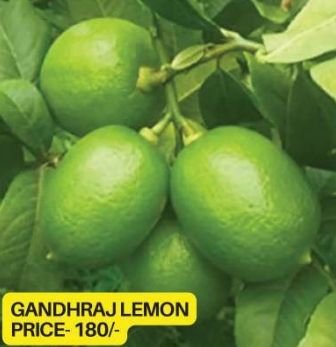 Gandharaj Lemon Plant