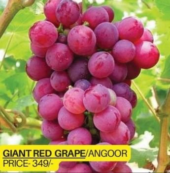 Giant Red Grapes Plant