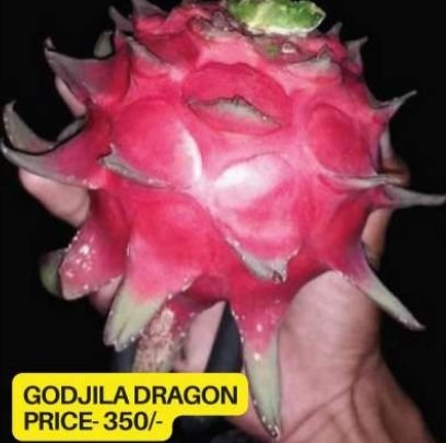Godzilla Dragon Fruit Plant