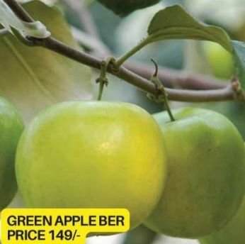 Green Apple Ber Plant