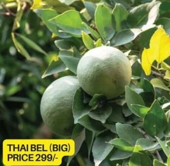 Green Thai Bel Plant