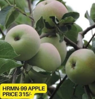Hrmn 99 Apple Plant