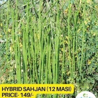 Hybrid Green Sahjan Plant