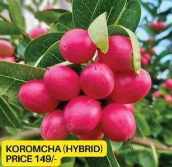 Hybrid Koromcha Plant