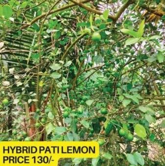 Hybrid Patti Lemon Plant