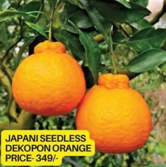 Japani Seedless Dekopon Orange Plant