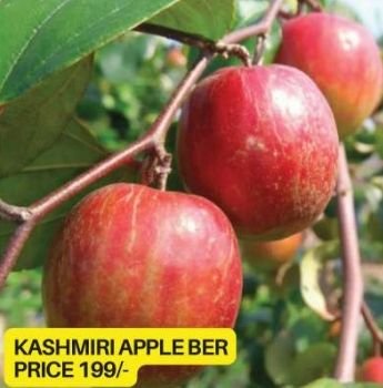 Kashmiri Apple Ber Plant