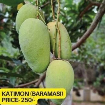 Katimon Mango Plant