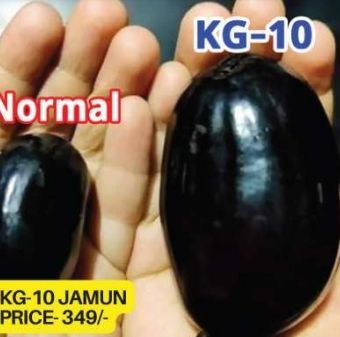 Kg 10 Jamun Plant