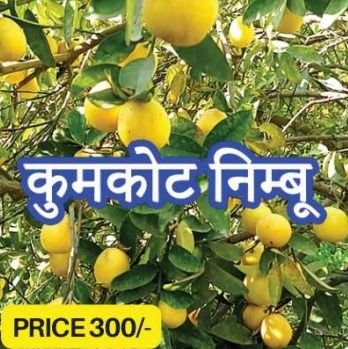 Lemon Plants