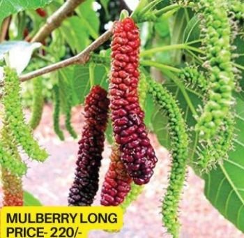 Long Mulberry Fruit Plant