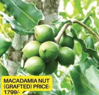 Macadamia Plants
