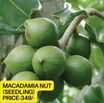 Macadamia Nuts Seedling Plant