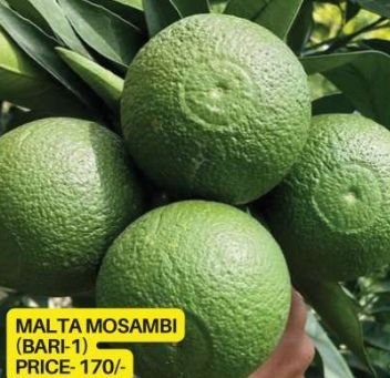 Malta Mosambi Lemon Plant