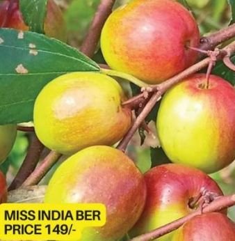 Apple Ber Plants