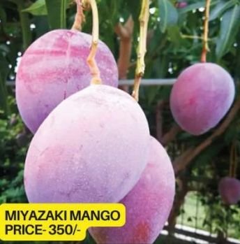 Mango Plants