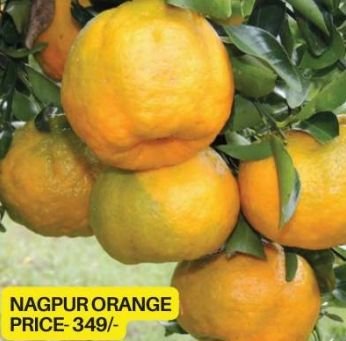 Nagpur Orange Plant