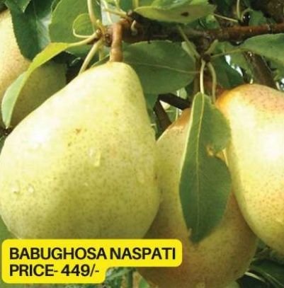 Nashpati Fruit Plant